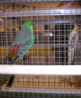 Croupion TS MÃ¢le 1.JPG