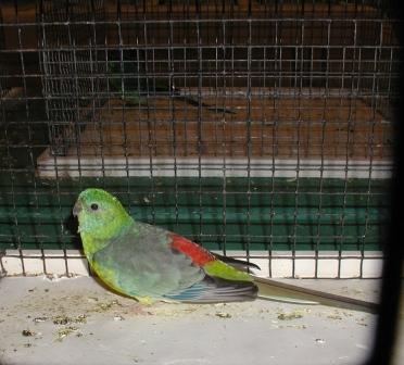 Croupion TS MÃ¢le 2.JPG