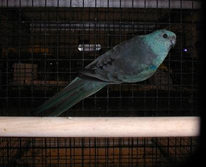 Croupion Bleu MÃ¢le.JPG