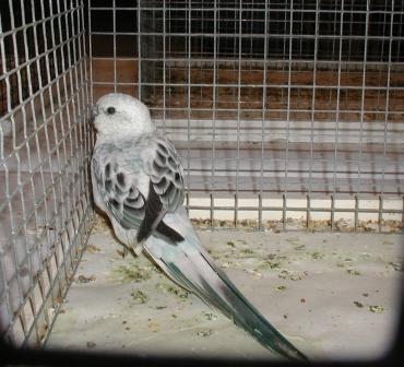 Croupion Opaline Bleu MÃ¢le.JPG