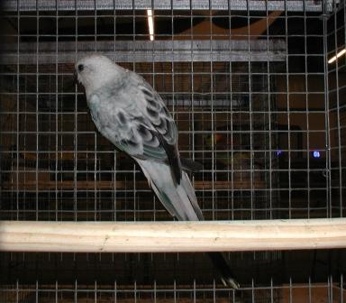 Croupion Opaline Bleu MÃ¢le 2.JPG