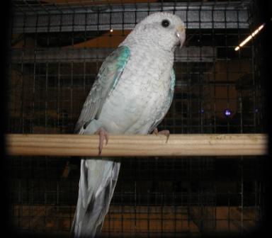 Croupion Opaline Bleu Femelle.JPG