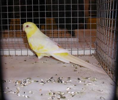 Croupion Lutino MÃ¢le.JPG