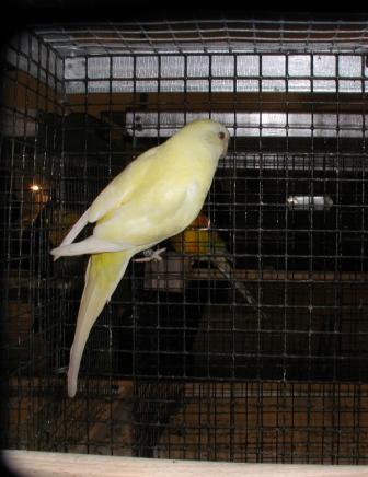 Croupion Lutino Femelle.JPG