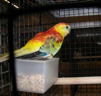 Croupion Opaline MÃ¢le.JPG