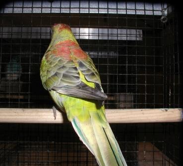 Croupion Opaline Femelle.JPG