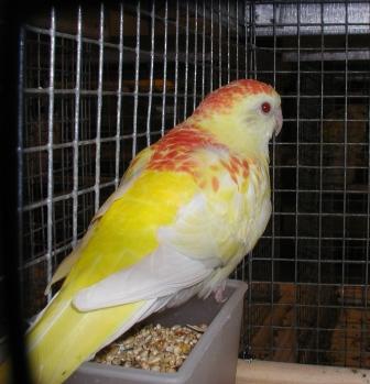 Croupion Opaline-Ino Femelle.JPG