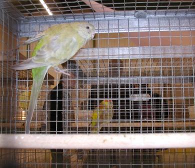 Croupion Pallid Femelle.JPG