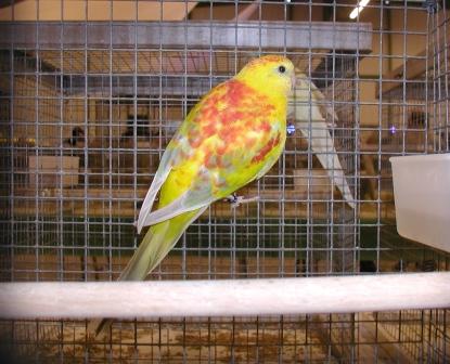 Croupion Opaline Pallid MÃ¢le 1.JPG