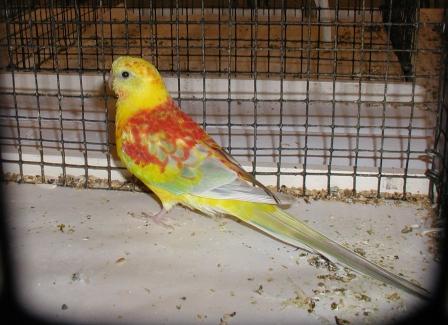 Croupion Opaline Pallid MÃ¢le 2.JPG