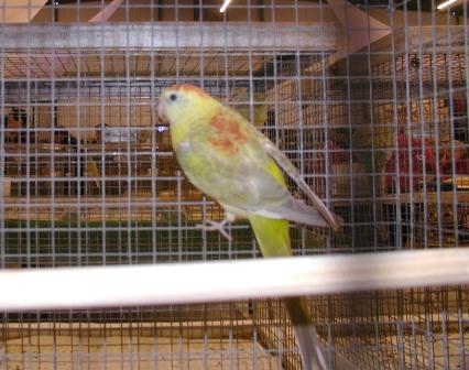 Croupion Opaline Pallid Femelle.JPG