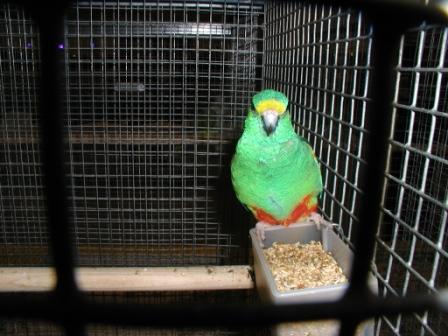 Multicolore MÃ¢le.JPG