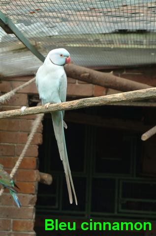 collier bleu cinnamon (Small).jpg