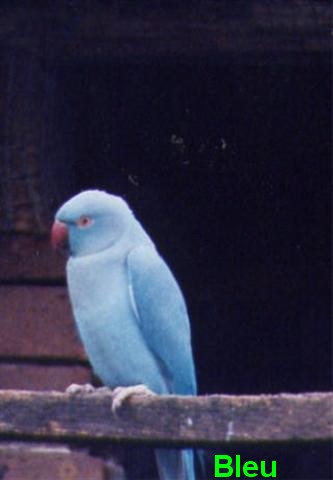 collier bleu (Small).jpg