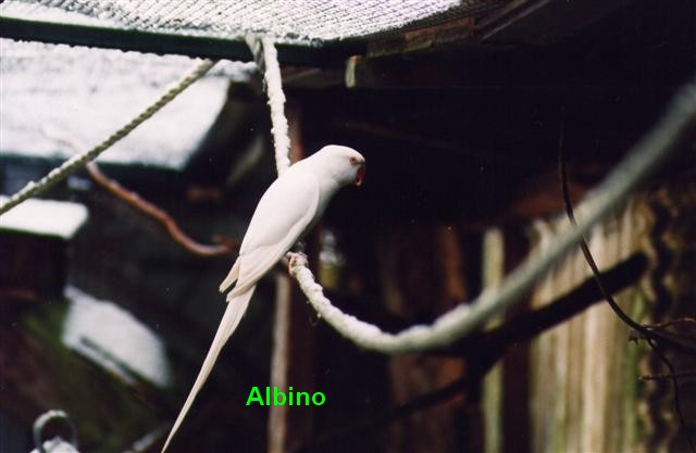 collier albinos (Small).jpg