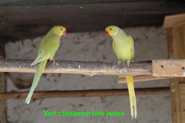 collier vert cinnamon tete jaune (Small).jpg