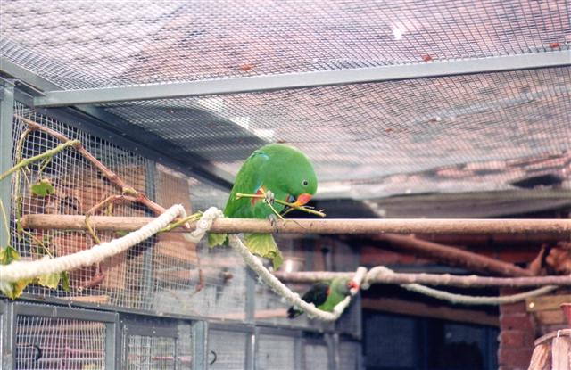 ecletus male b (Small).jpg