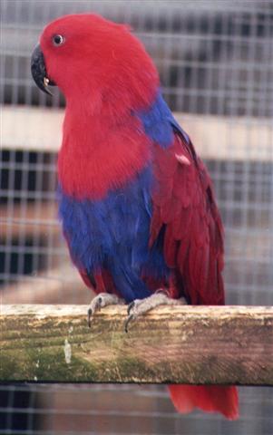 eclectus femelle a (Small).jpg