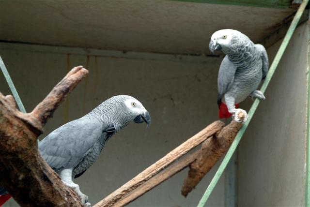 gabonnais couple (Small).jpg