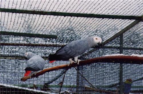 gabonnais coupke1 (Small) (Custom).jpg