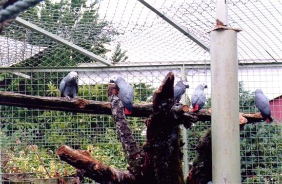 gabonnais groupe1 (Small) (Custom).jpg