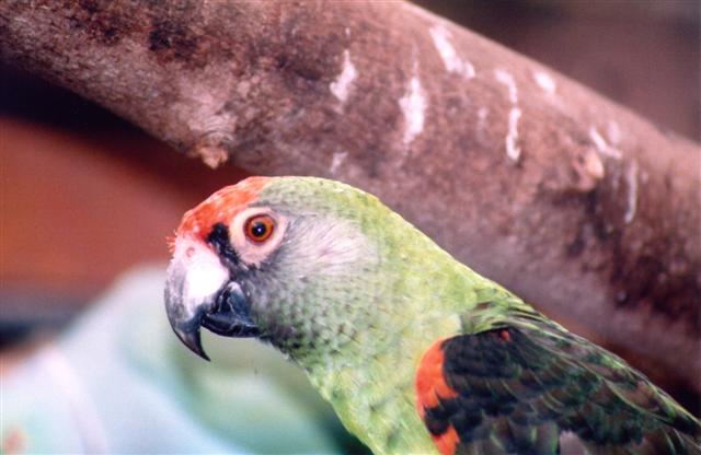 jardine tete (Small).jpg