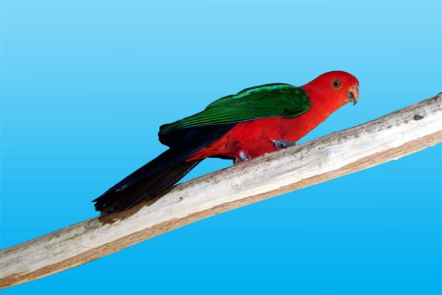 ROYALE 1 (Small).jpg