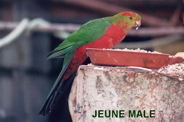 ROYALE JEUNE MALE (Small).jpg