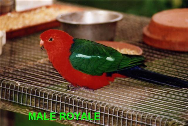 ROYALE2 (Small) (Small).jpg