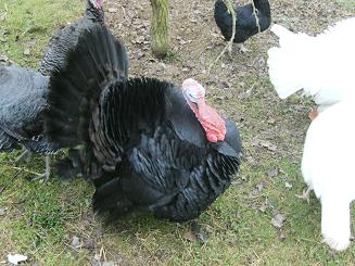 dindons (jule)2.jpg