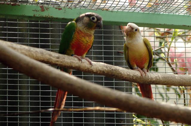 MOLINAE couple (Small).jpg