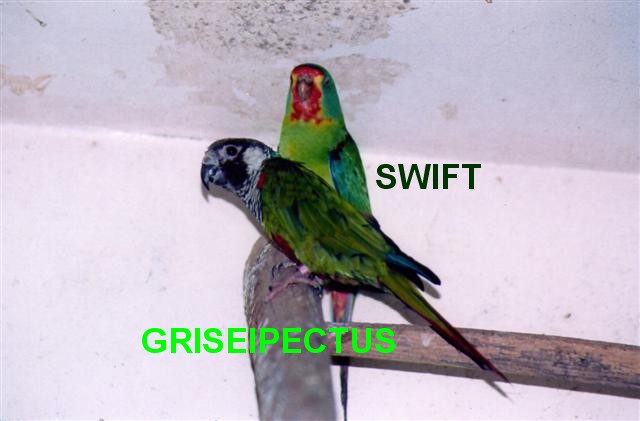 GRISEPECTUS (Small).jpg