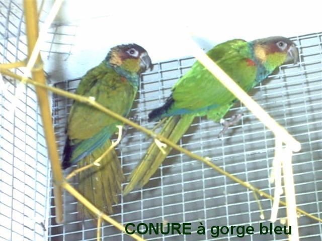 GORGE BLEU1 (Small) (Small).jpg