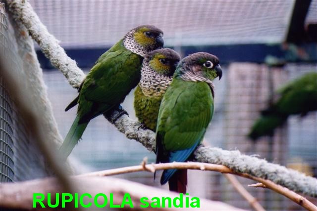 RUPICOLA1 (Small).jpg