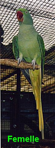 grande alexandre femelle (Small).jpg