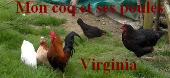 mon coq et ses poules 28_04_07.jpg