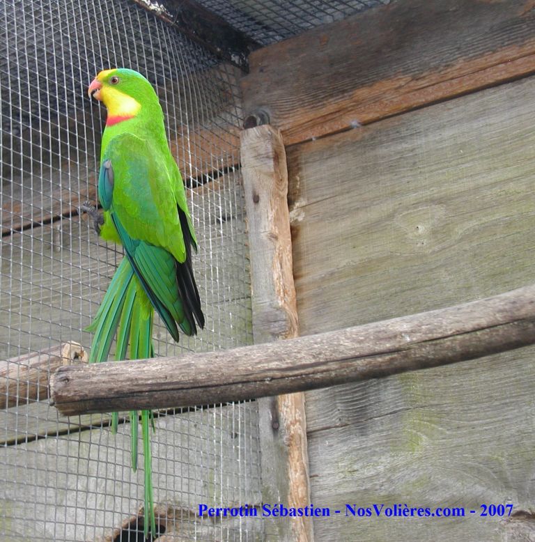 Barraband MÃ¢le.jpg