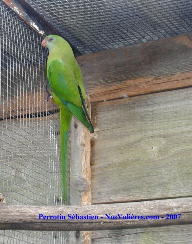 Barraband Femelle.jpg