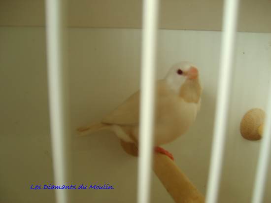 cincta crÃ¨me ino .jpg