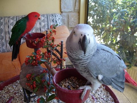 sÃ©raphin et ROYALE.JPG2.JPG