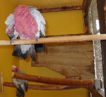 rosalbin pendant la douche.jpg