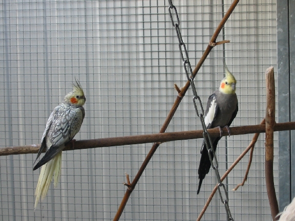 calo deuxiÃ¨me couple.JPG