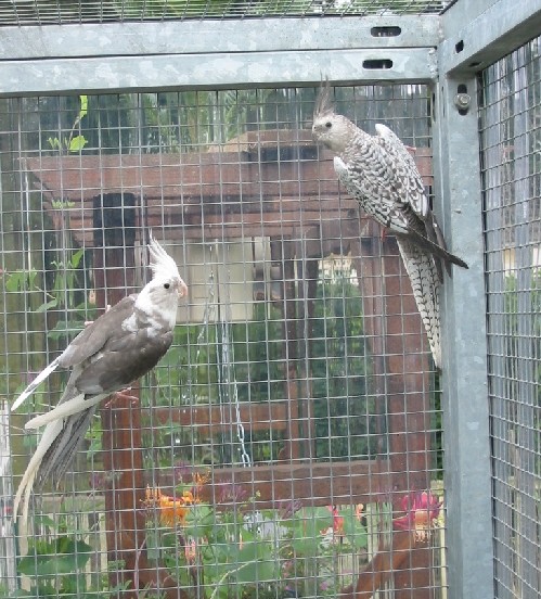 calo premier couple.jpg