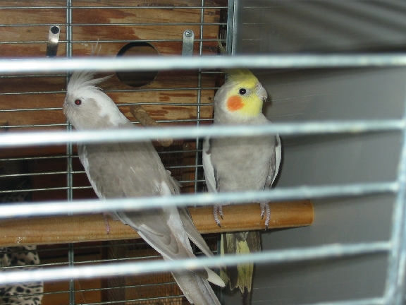 calo troisiÃ¨me et dernier couple.JPG