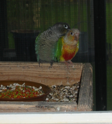 couple de jeune 2007 mÃ¢le bleu (autre Ã©levage ) femelle ananas (de mon couple 2006 ).JPG