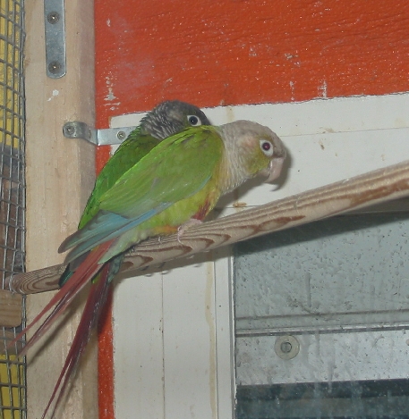 pyrrhuras molinae couple 2006.JPG