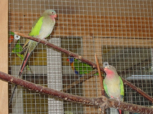 princesses de Gales dÃ©ja repro en2006 rien en 2007.JPG