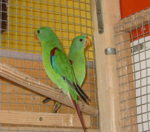 swifts mÃ¢le2006 femelle 2007.jpg