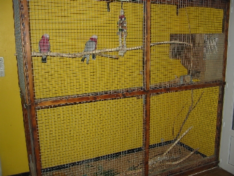 voliÃ¨re rosalbins.JPG