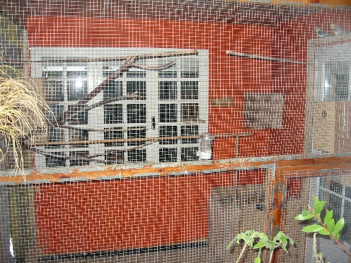 voliÃ¨re intÃ©rieure commune calos ,swifts ,princesses ,rupicolas.JPG